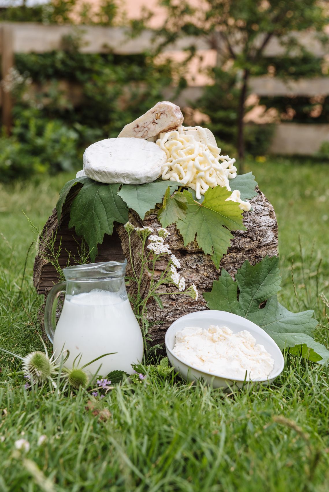 Cheesemaker at work on a small farm